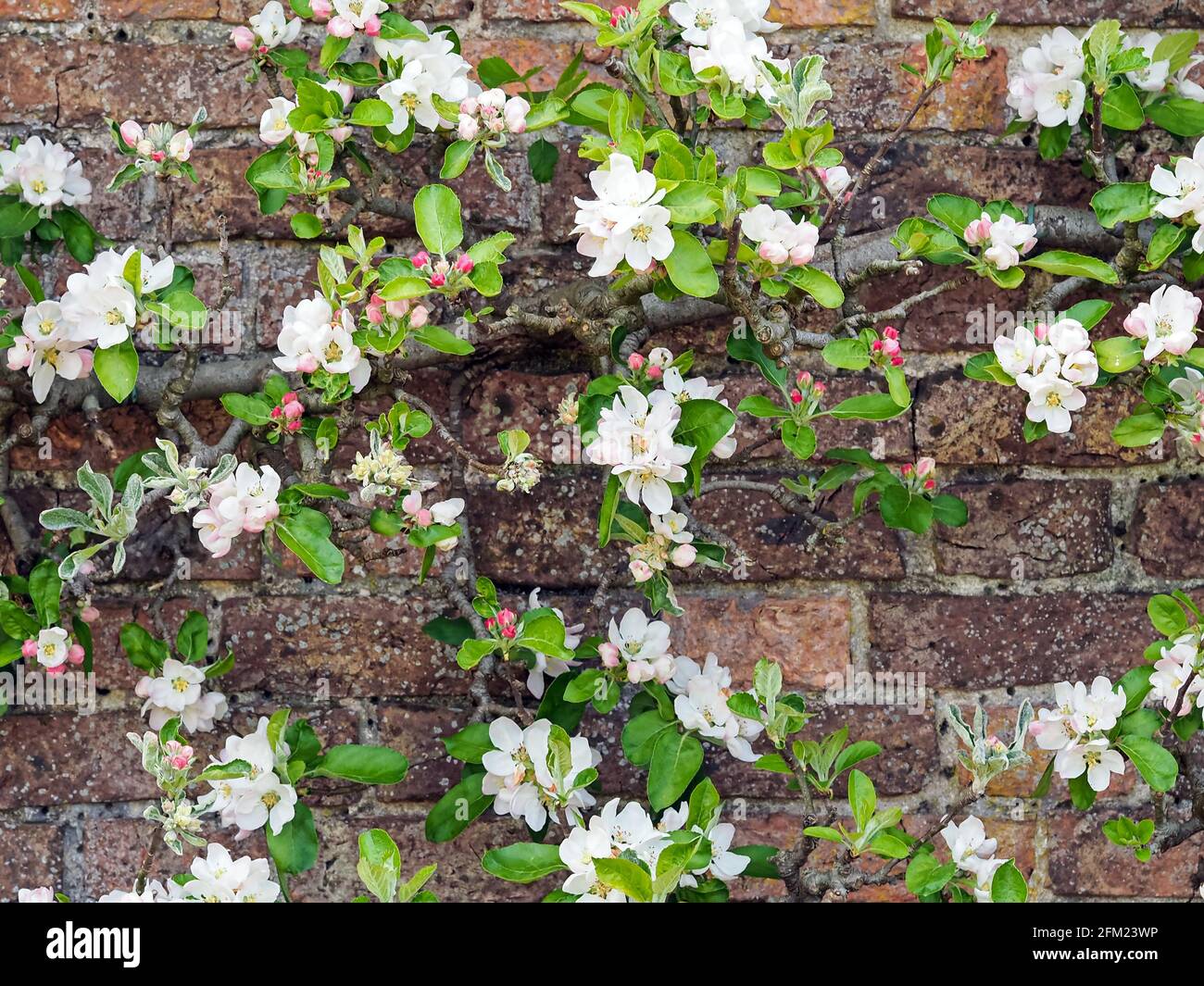 Fleur de pomme dans un jardin de cuisine clos Banque D'Images