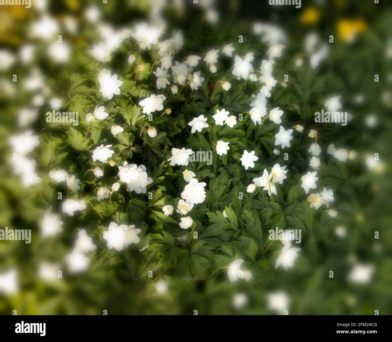 Anemone nemorosa à double fleur 'Flore Pleno' (anemone de bois) au printemps, Banque D'Images