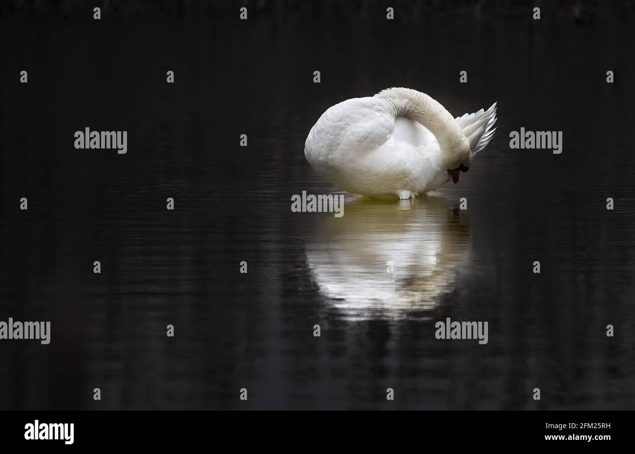 Portrait de cygne en whooping, isolé sur fond noir. Cygne blanc avec bec orange au crépuscule. Beauté sauvage d'un excellent oiseau de pied de toile. Banque D'Images