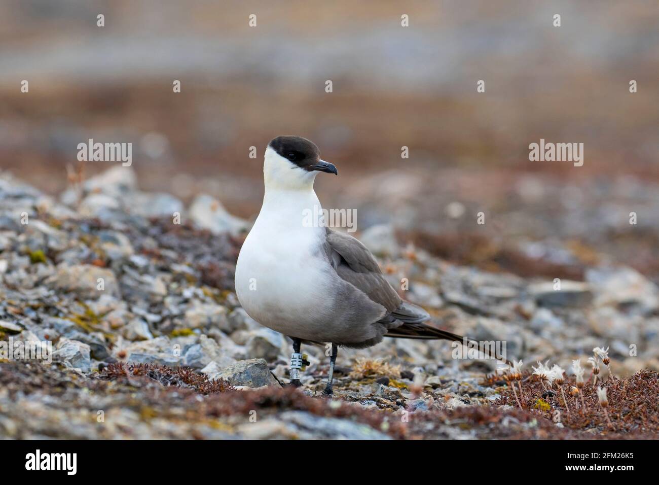 skua à longue queue annelée / jaeger à longue queue (Stercorarius longicaudus) sur la toundra portant le géolateur sur sa jambe, Svalbard / Spitsbergen, Norvège Banque D'Images