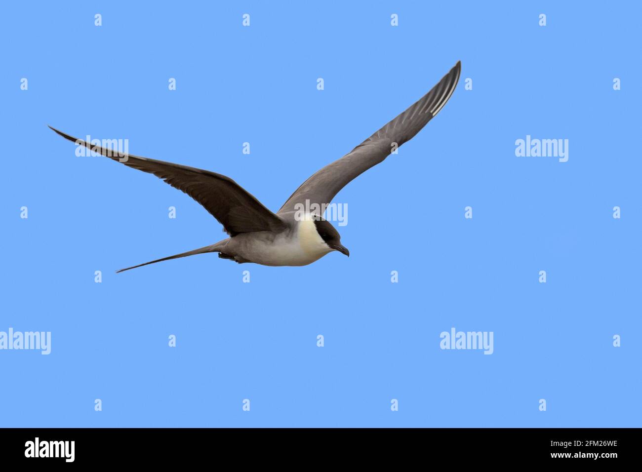 skua à queue longue / jaeger à queue longue (Stercorarius longicaudus) en vol contre le ciel bleu, Svalbard / Spitsbergen, Norvège Banque D'Images