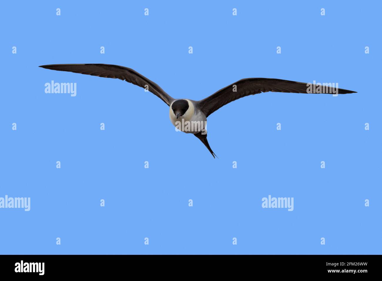 skua à queue longue / jaeger à queue longue (Stercorarius longicaudus) en vol contre le ciel bleu, Svalbard / Spitsbergen, Norvège Banque D'Images