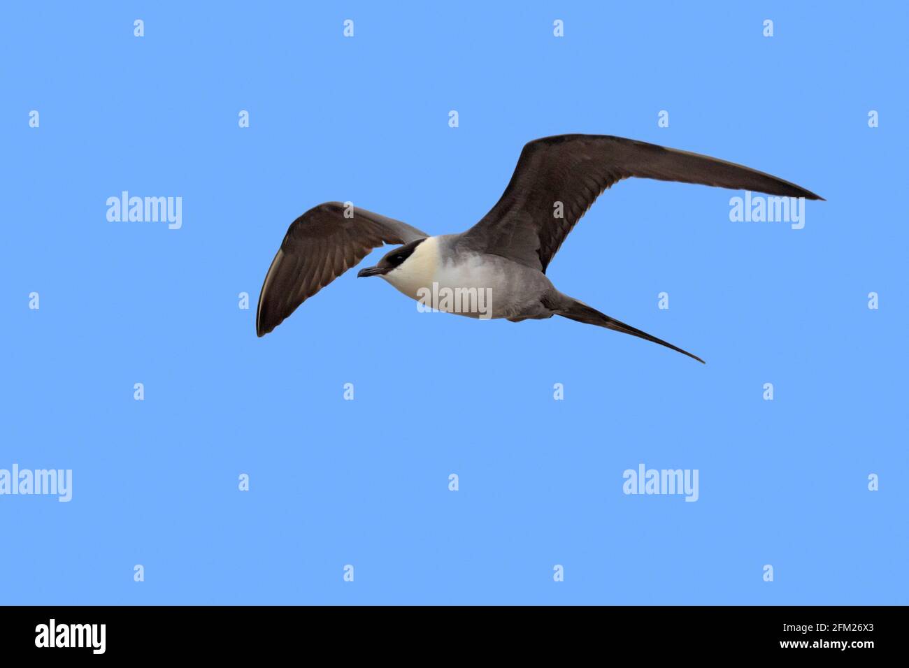 skua à queue longue / jaeger à queue longue (Stercorarius longicaudus) en vol contre le ciel bleu, Svalbard / Spitsbergen, Norvège Banque D'Images