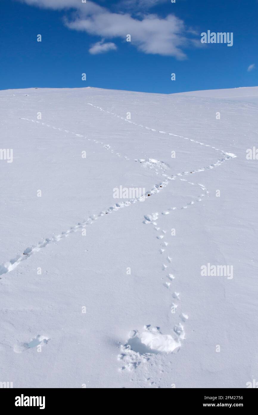 Rock ptarmigan (Lagopus muta / Lagopus mutus) pistes / empreintes dans la neige en hiver Banque D'Images