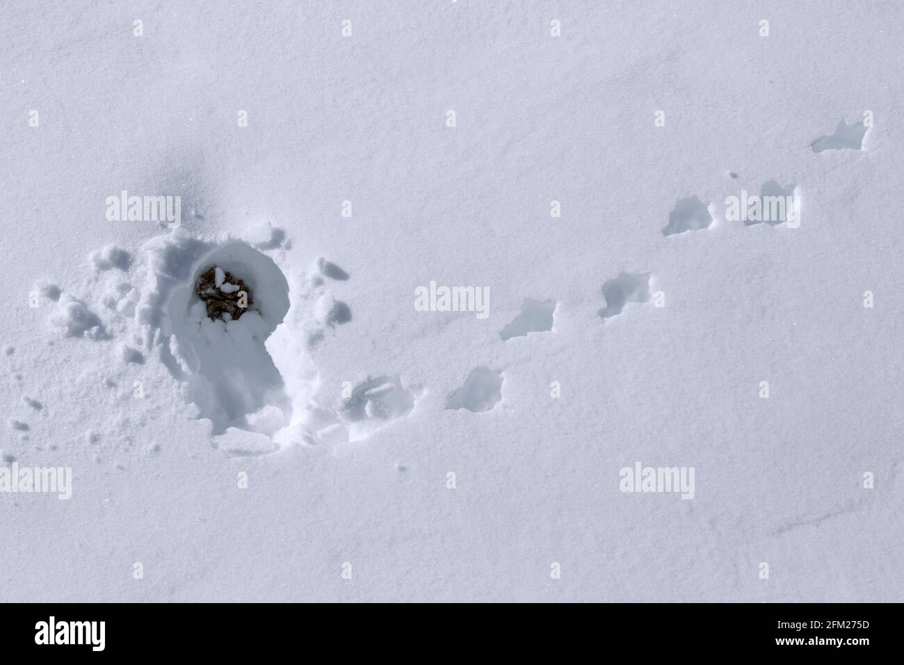 Lagopède de roche (Lagopus muta / Lagopus mutus) pistes / empreintes et fientes dans la neige en hiver Banque D'Images