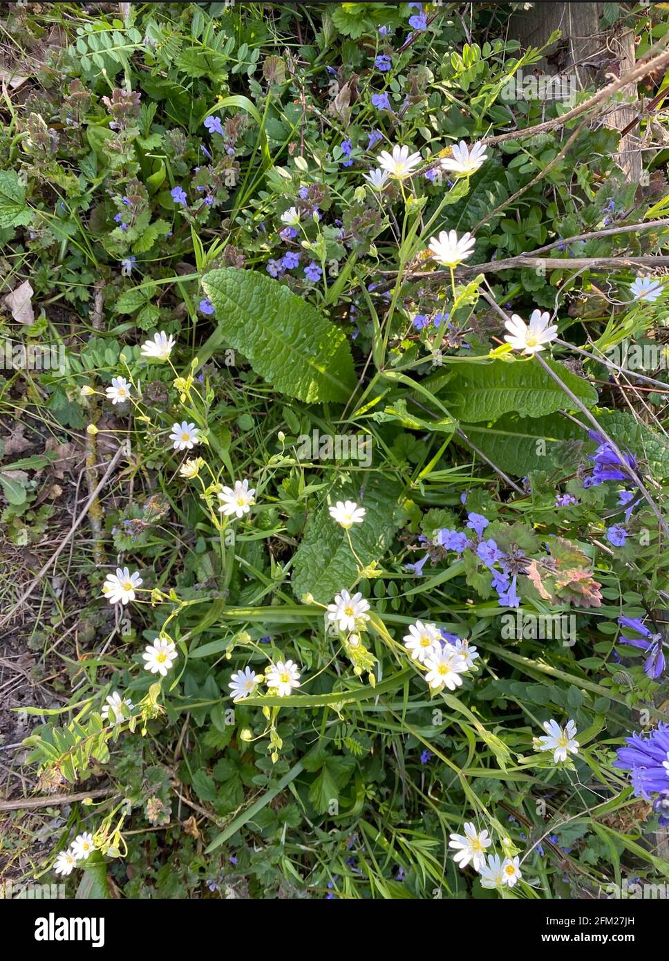 GRANDE STITCHWORT Rabelera holostea plante vivace au début du printemps. Photo : Tony Gale Banque D'Images