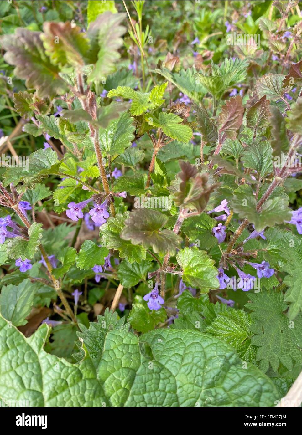SOL IVY Glechoma hederacea. Photo : Tony Gale Banque D'Images