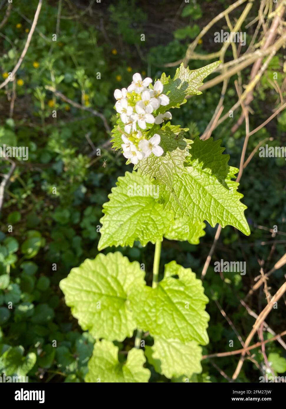 HEDGE AIL Alliaria petiolata plante bisannuelle dans la famille de la moutarde. Photo : Tony Gale Banque D'Images