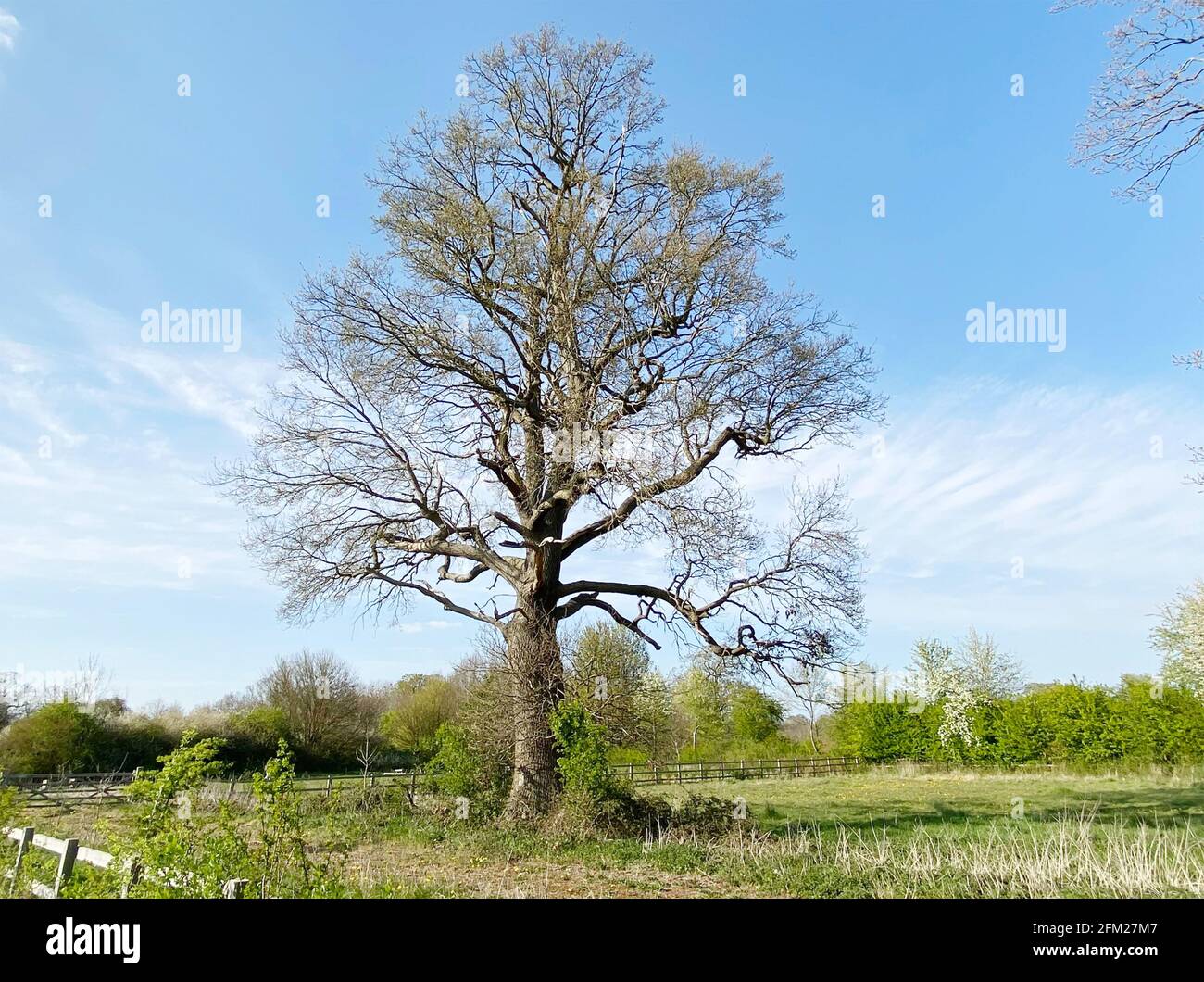 CHÊNE ANGLAIS Quercus robur en avril. Photo : Tony Gale Banque D'Images