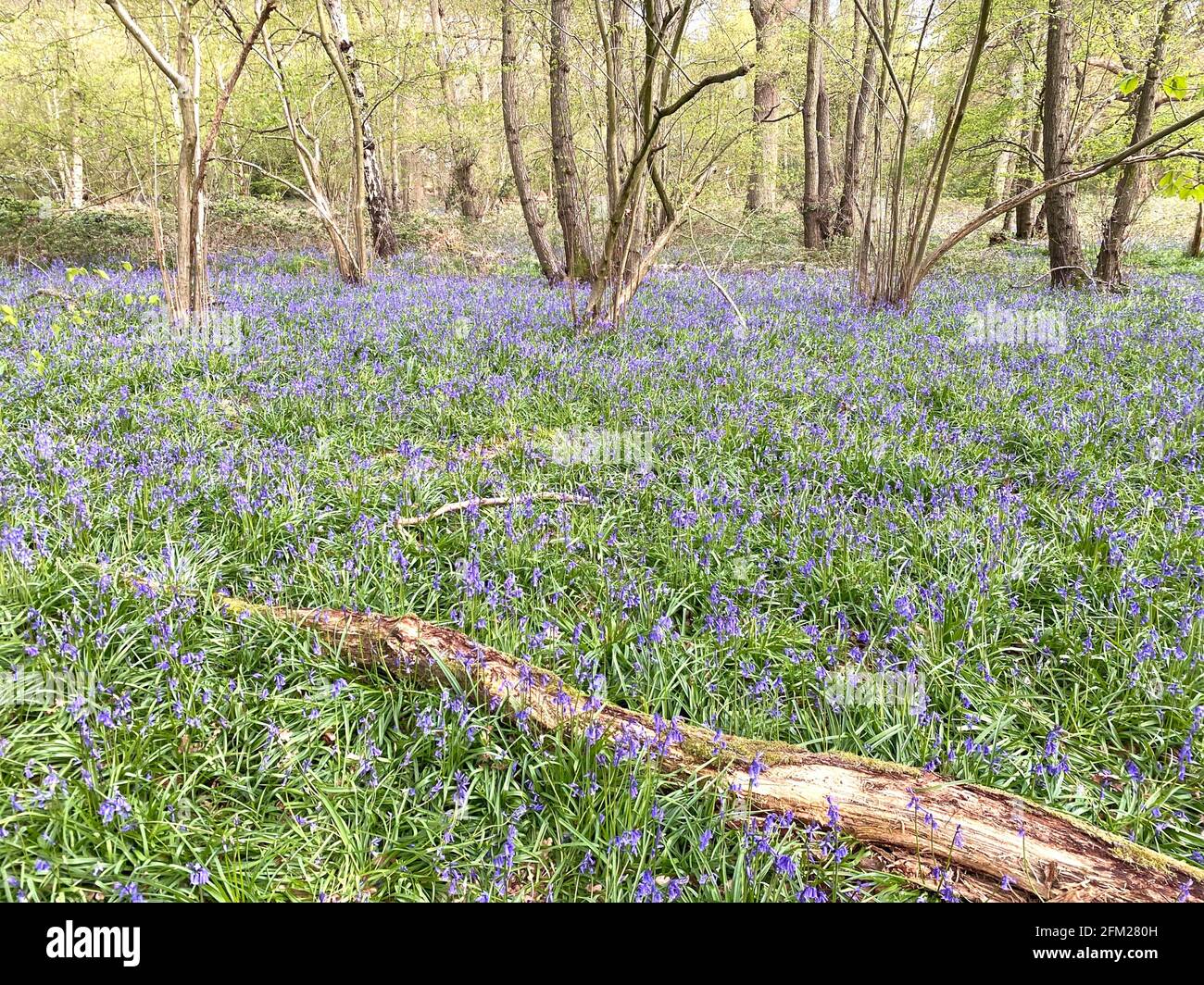 BLUEBELL WOOD à Berkshire, Angleterre, début mai. Photo : Tony Gale Banque D'Images