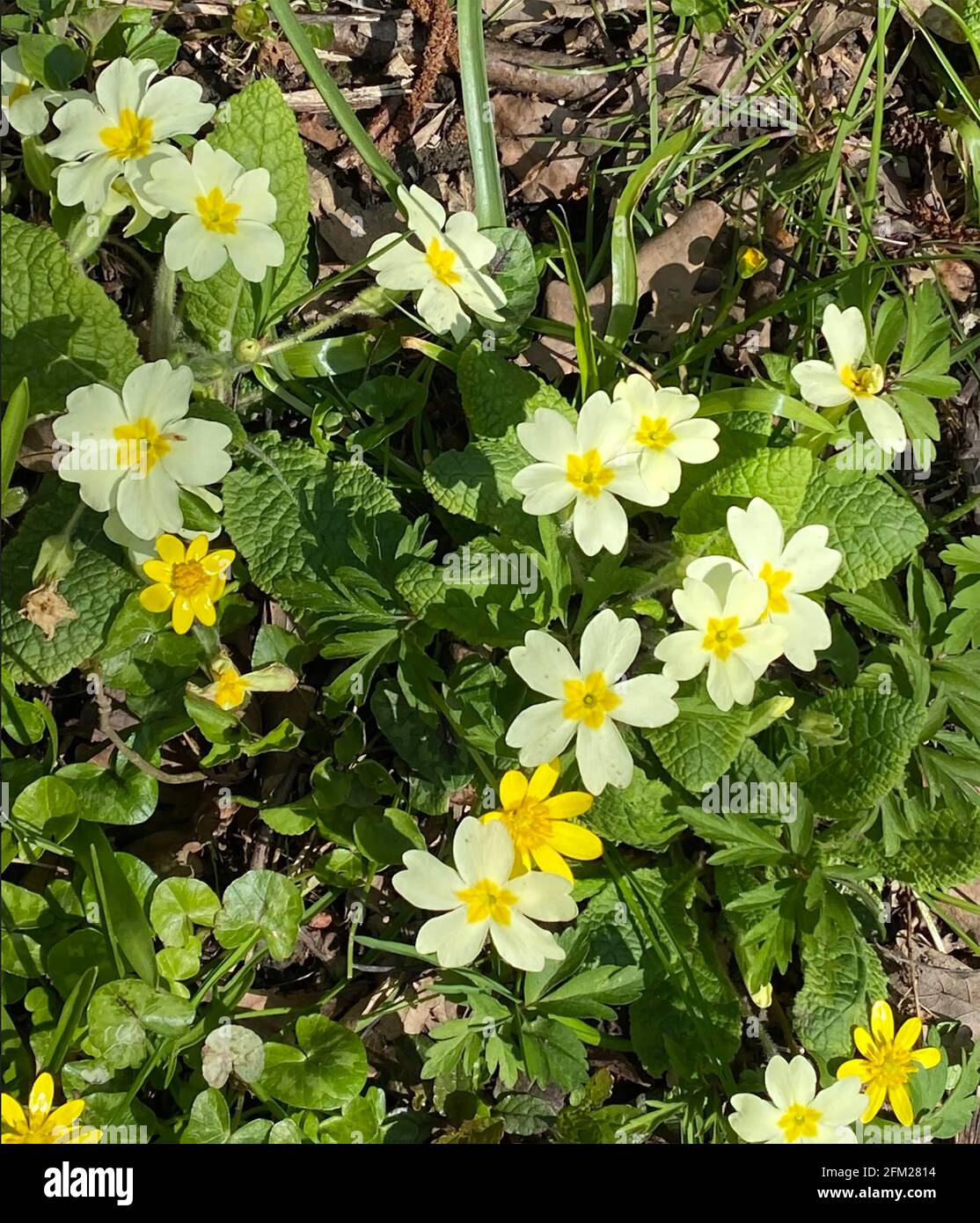 PRIMROSE PRIMULA vulgaris ANGLAIS. Photo : Tony Gale Banque D'Images