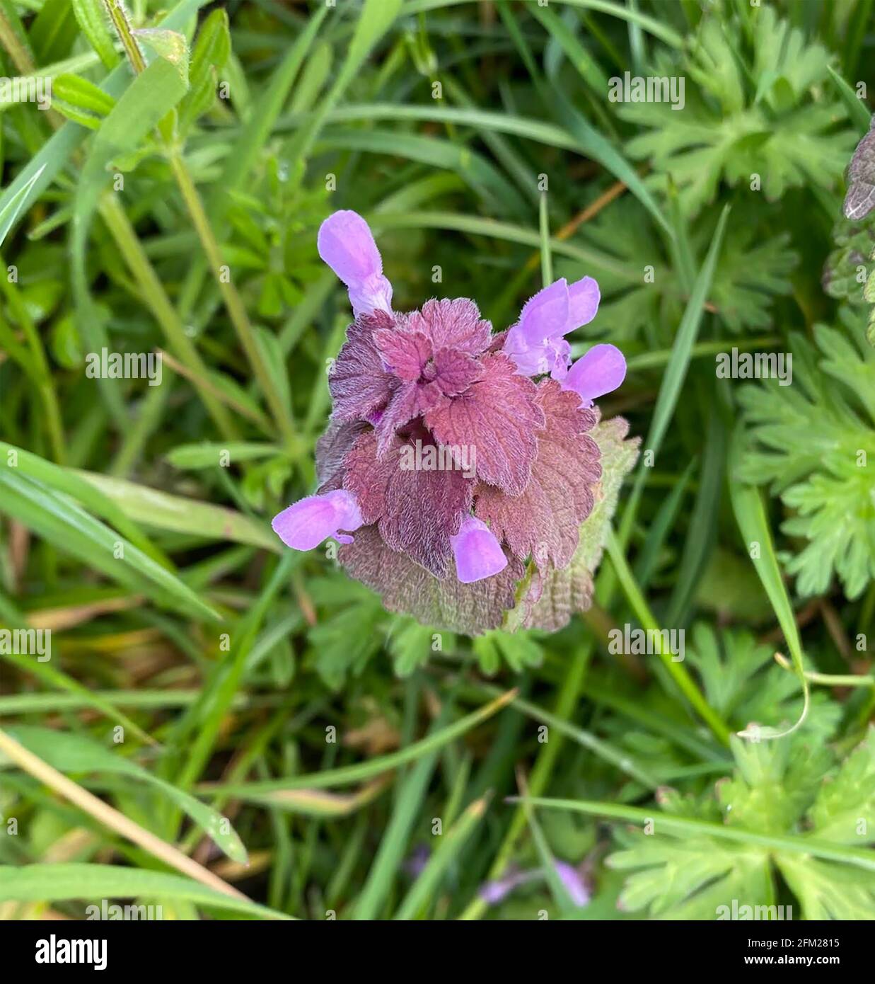 ORTIE MORTE ROUGE Lamium purpueum plante herbacée annuelle. Photo : Tony Gale Banque D'Images