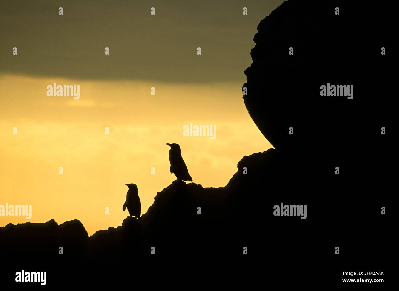 Galapagos Penguin - silhouetté au coucher du soleil Spheniscus mendiculus Isabela île, Galapagos BI005931 Banque D'Images
