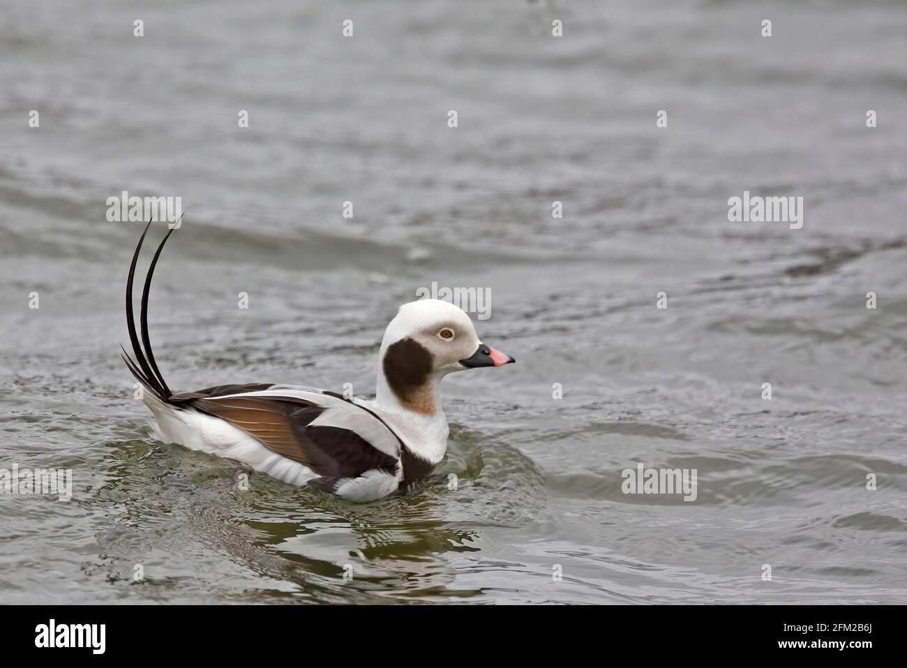 Un canard mâle à queue longue, Clangula hyemalis, avec queue relevée Banque D'Images