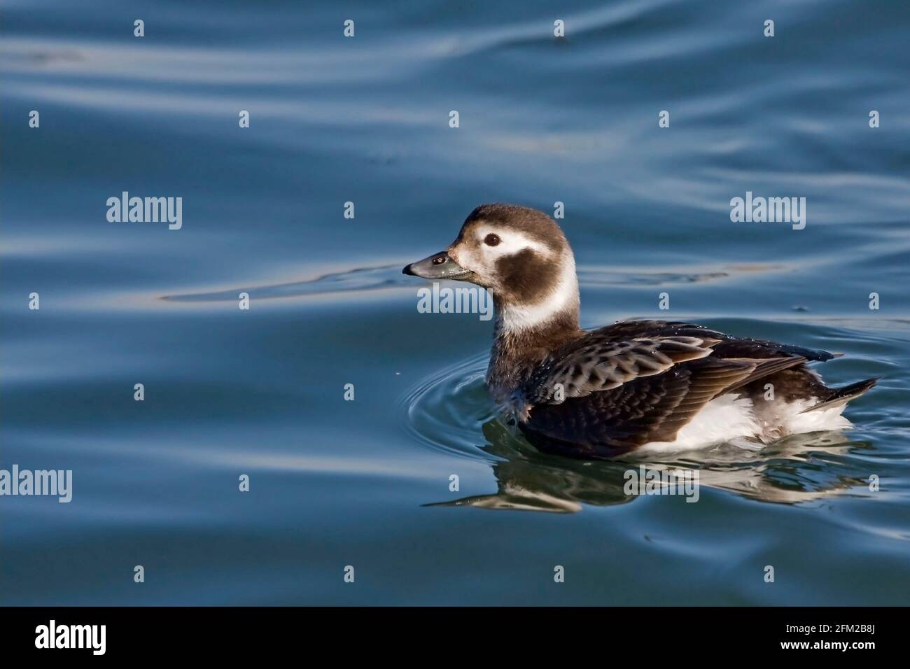 Un canard femelle à longue queue, Clangula hyemalis, dans l'eau calme Banque D'Images