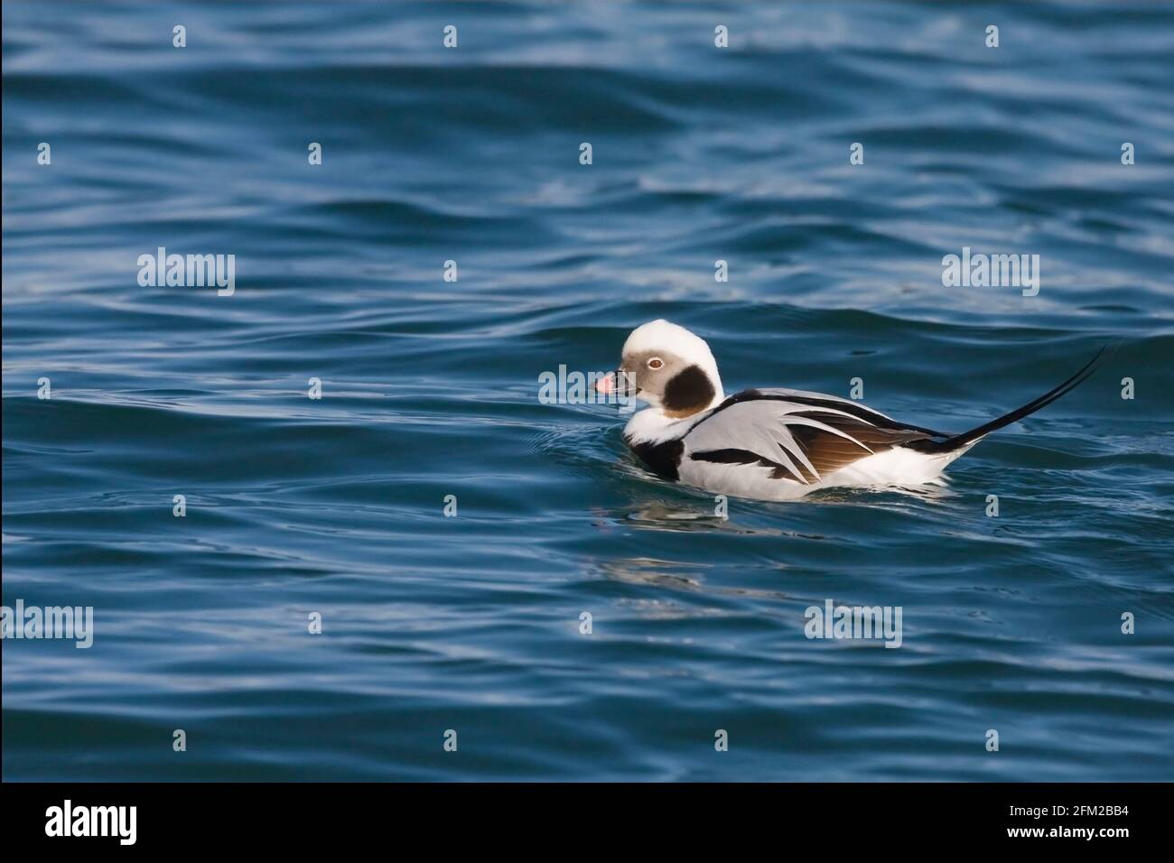 Un canard mâle à longue queue, Clangula hyemalis, qui se lasse sur l'eau Banque D'Images