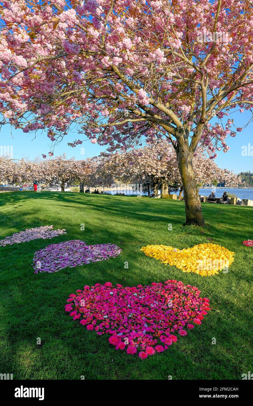 Coeurs en fleurs, Millennium Park, Ambleside, West Vancouver, Colombie-Britannique, Canada Banque D'Images