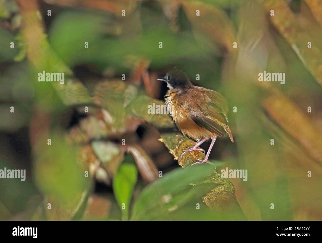 Babbler à queue courte (Trachastoma malaccense malaccense) adulte perché sur la voie de dérivation Kambas NP, Sumatra, Indonésie Juin Banque D'Images