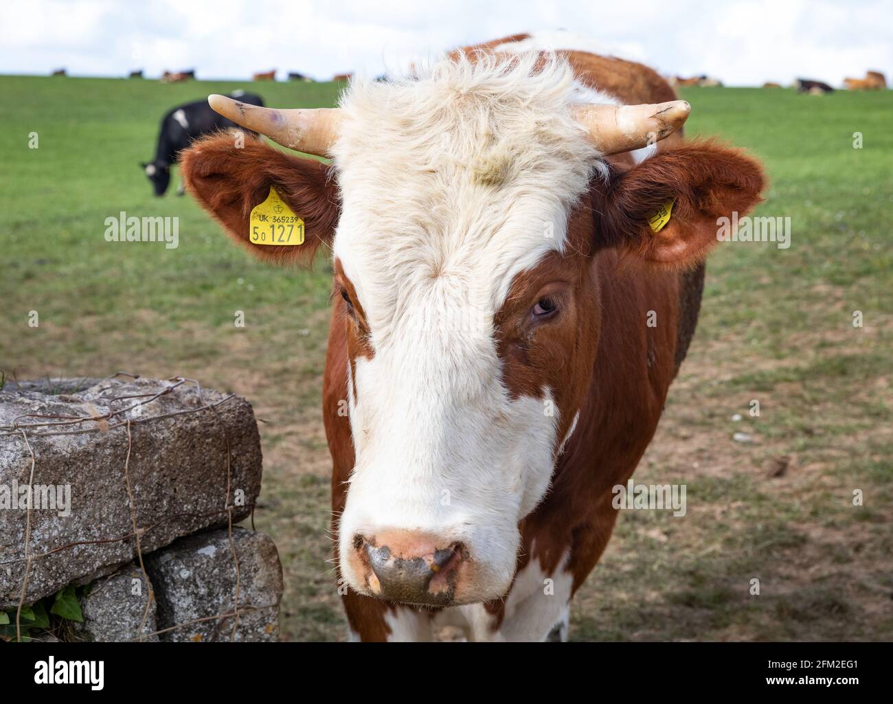 Basset’s Cove, Cornwall, Royaume-Uni, 5 mai 2021, UNE vache brune et blanche avec des cornes se tenait dans un champ sur le sommet de la falaise, près de la crique de Basset, sous un soleil glorieux le long du sentier de la côte sud-ouest. Chaque oreille avait une étiquette verte avec un numéro qui lui est attaché, permettant à l'agriculteur de garder des informations sur chaque vache.Credit Keith Larby/Alay Live News Banque D'Images