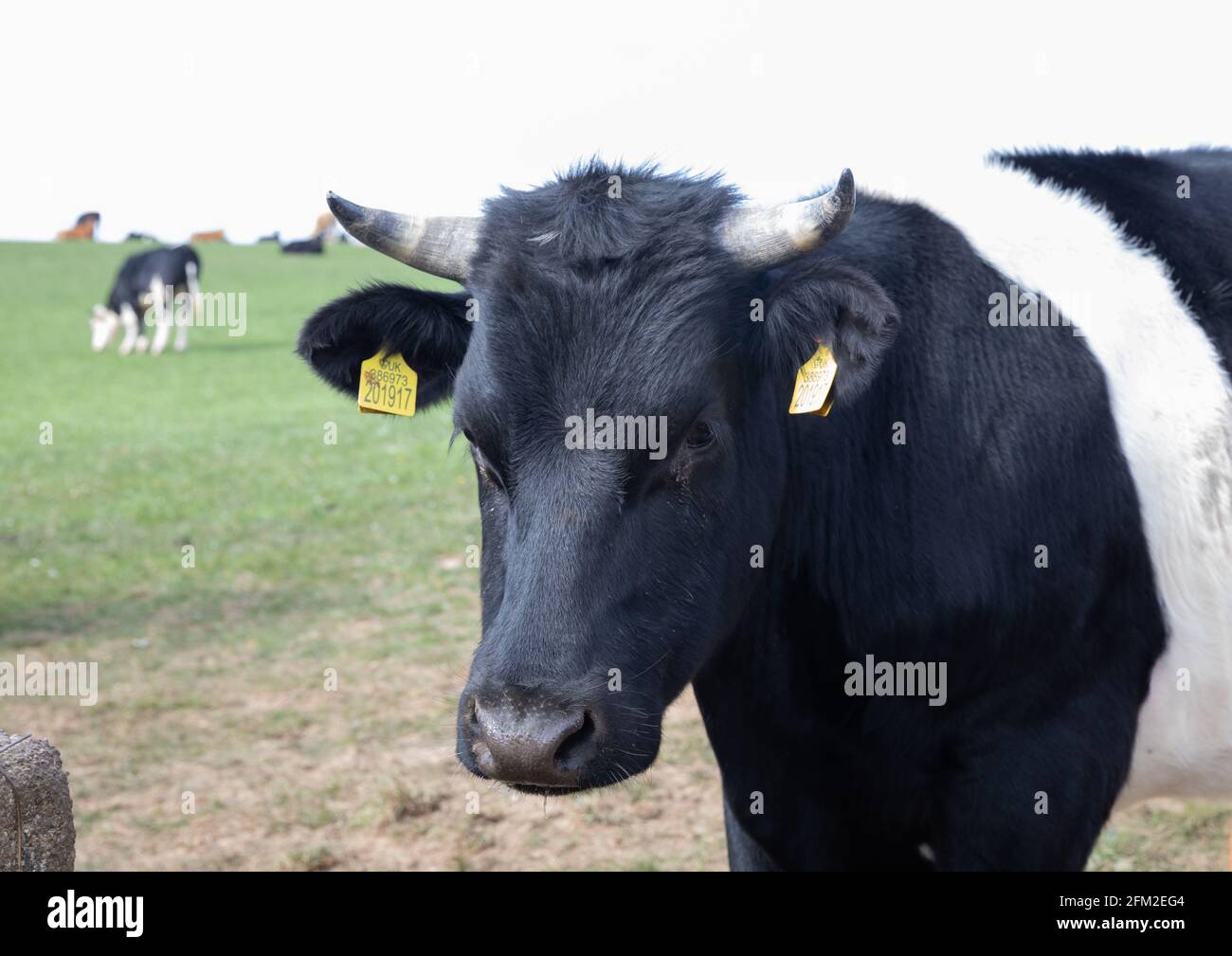 Basset’s Cove, Cornwall, Royaume-Uni, 5 mai 2021, UNE vache noire et blanche avec des cornes se tenait dans un champ sur le sommet de la falaise, près de la crique de Basset, sous un soleil magnifique le long du sentier de la côte sud-ouest. Chaque oreille avait une étiquette verte avec un numéro qui lui est attaché, permettant à l'agriculteur de garder des informations sur chaque vache.Credit Keith Larby/Alay Live News Banque D'Images