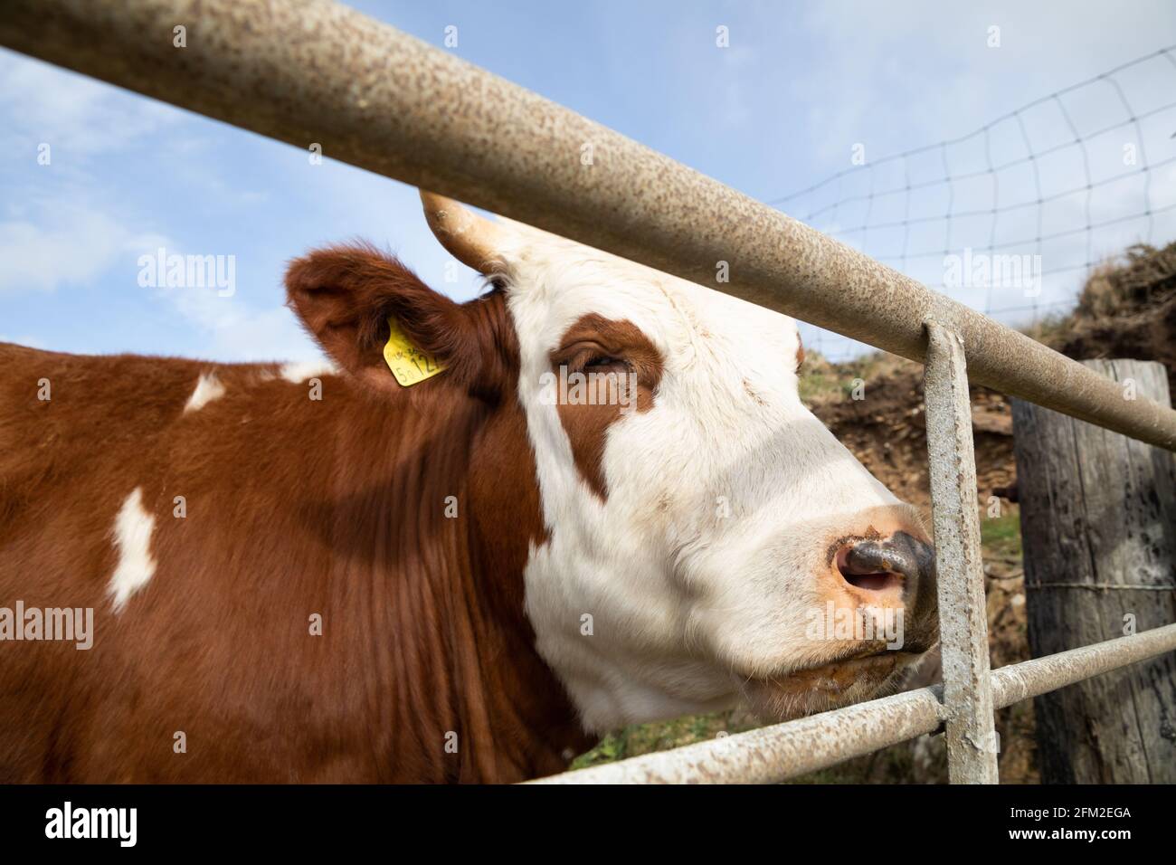 Basset’s Cove, Cornwall, Royaume-Uni, 5 mai 2021, UNE vache brune et blanche avec des cornes se tenait dans un champ sur le sommet de la falaise, près de la crique de Basset, sous un soleil glorieux le long du sentier de la côte sud-ouest. Chaque oreille avait une étiquette verte avec un numéro qui lui est attaché, permettant à l'agriculteur de garder des informations sur chaque vache.Credit Keith Larby/Alay Live News Banque D'Images