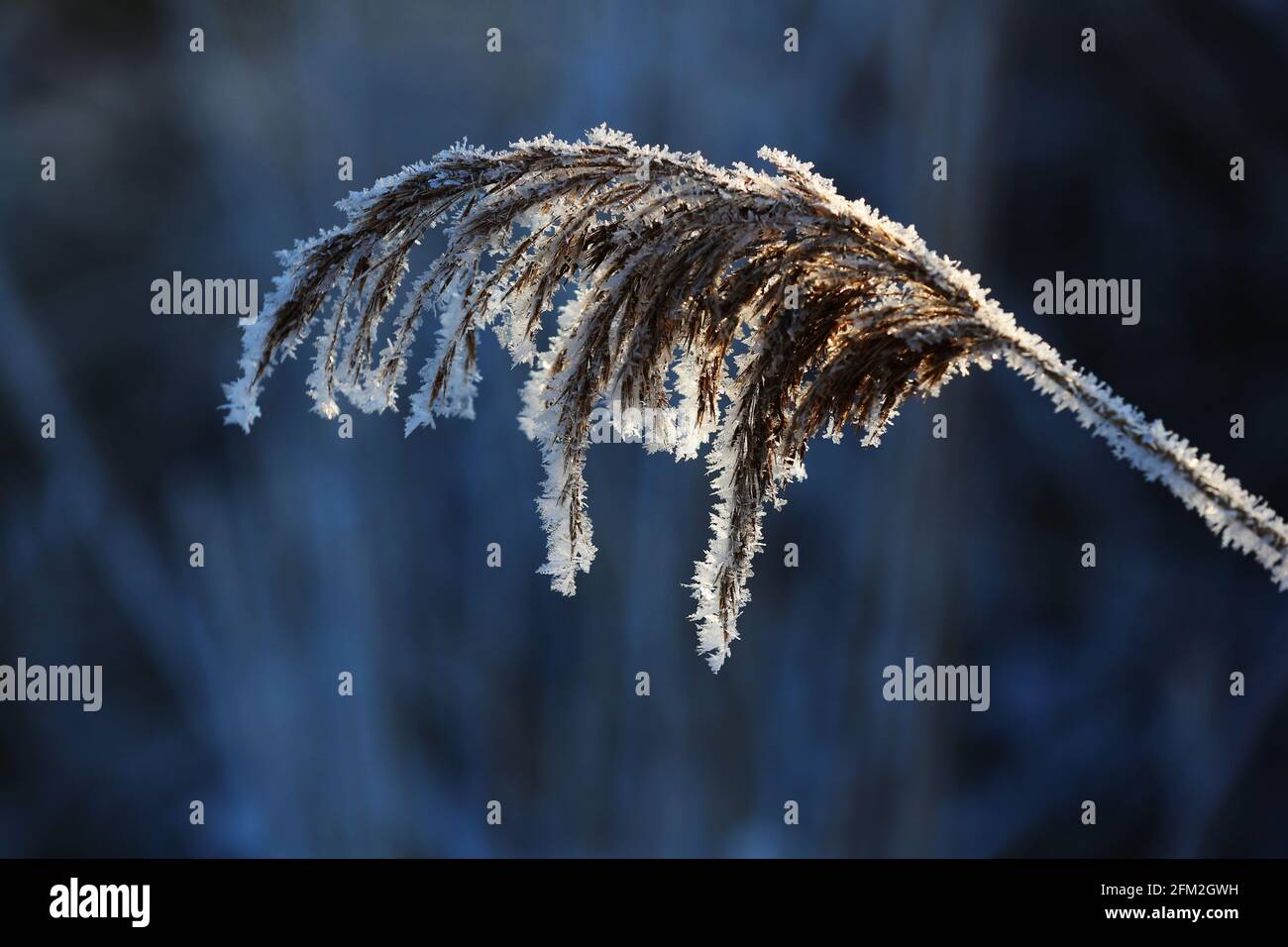 Schilfhalm im Winter mit Reif und Schnee Banque D'Images