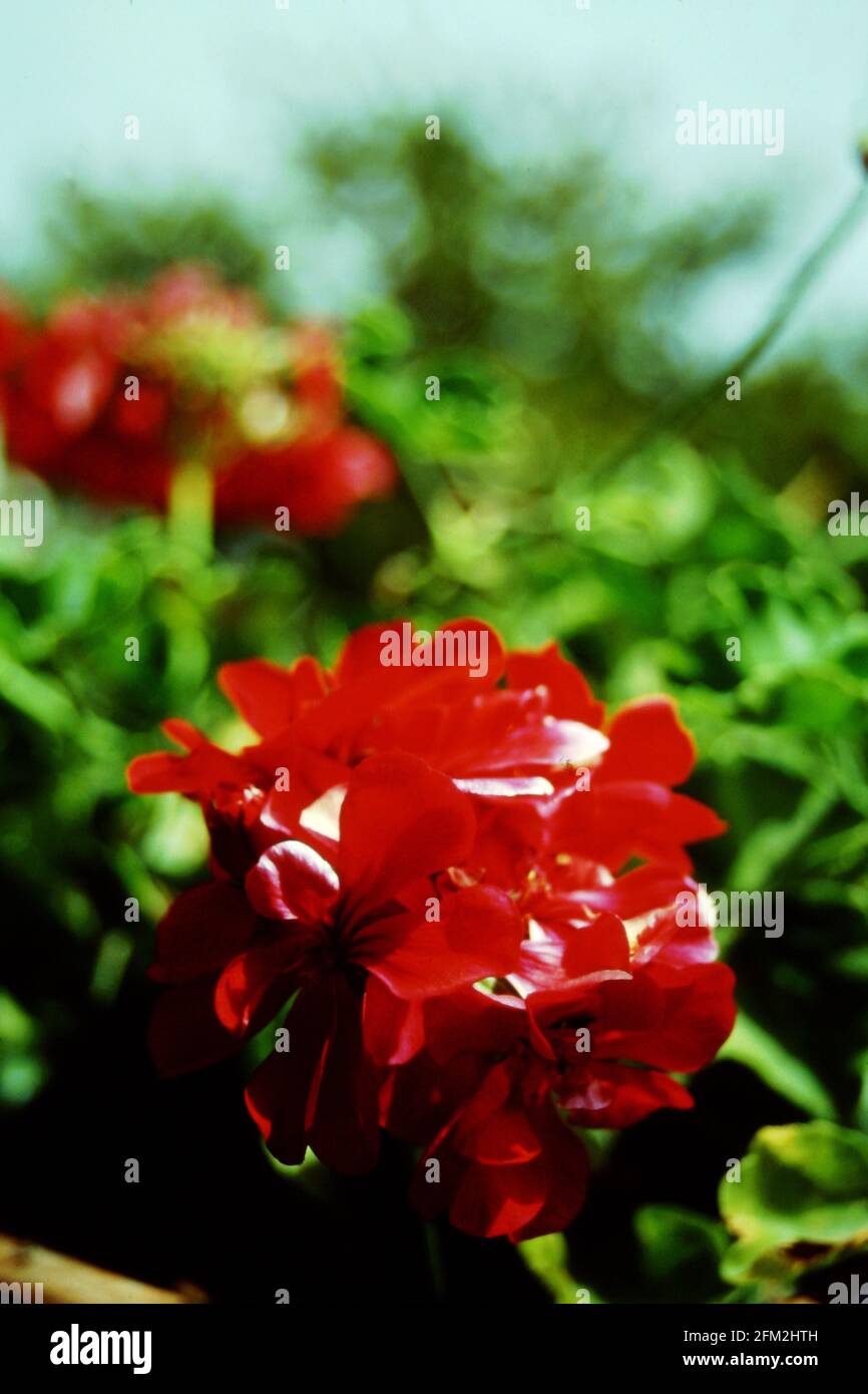 Géranium de jardin de Pelargonium; gros plan; coloré; Beauté dans la nature; botanique; Botanique; jardin; floraison; flore; plantes; Détail; fleurs; Rouge; Vert; extérieur Banque D'Images