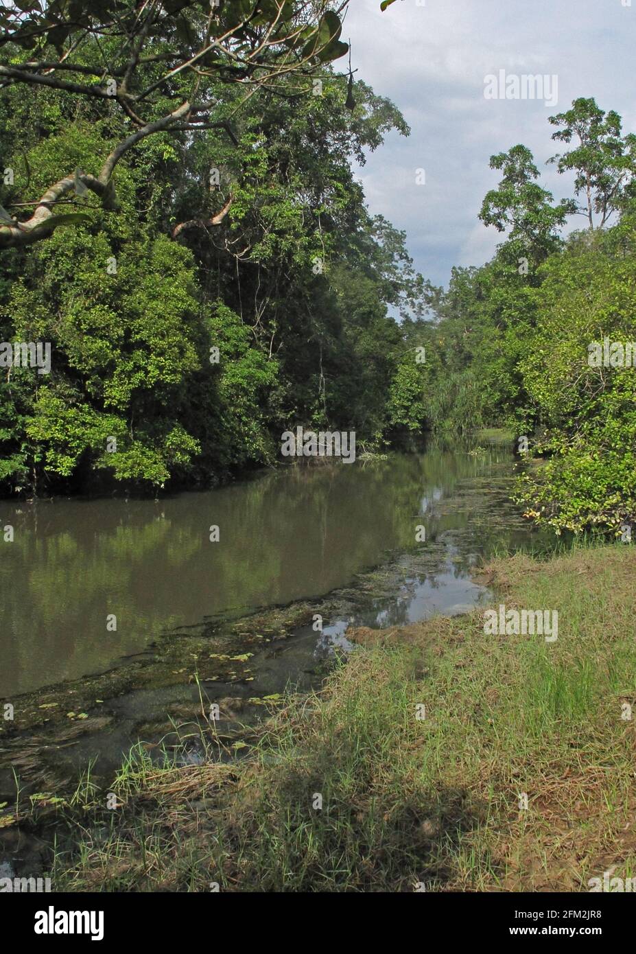 Vue le long de la rivière Kambas NP, Sumatra, Indonésie Juin Banque D'Images