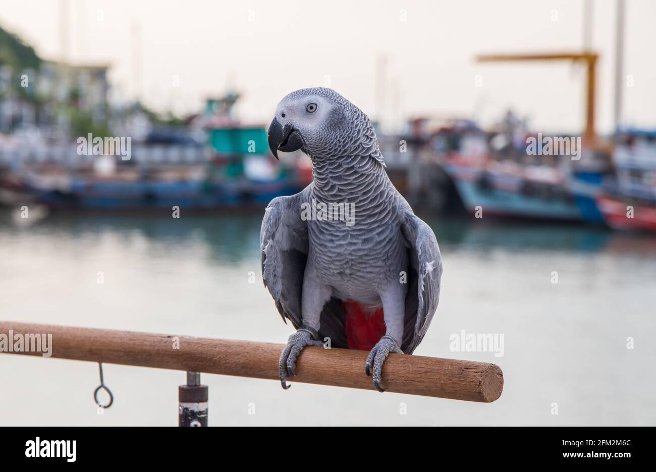 Perroquet gris africain perché sur la rampe d'un quai au niveau du port Banque D'Images