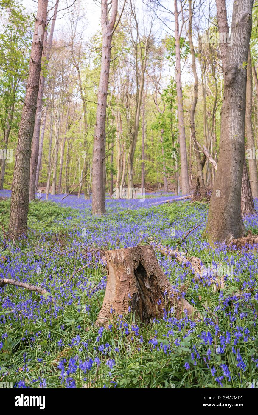 Bluebells Field à Graig Fawr Woods près de Margam Country Park, Port Talbot, pays de Galles du Sud, Royaume-Uni Banque D'Images
