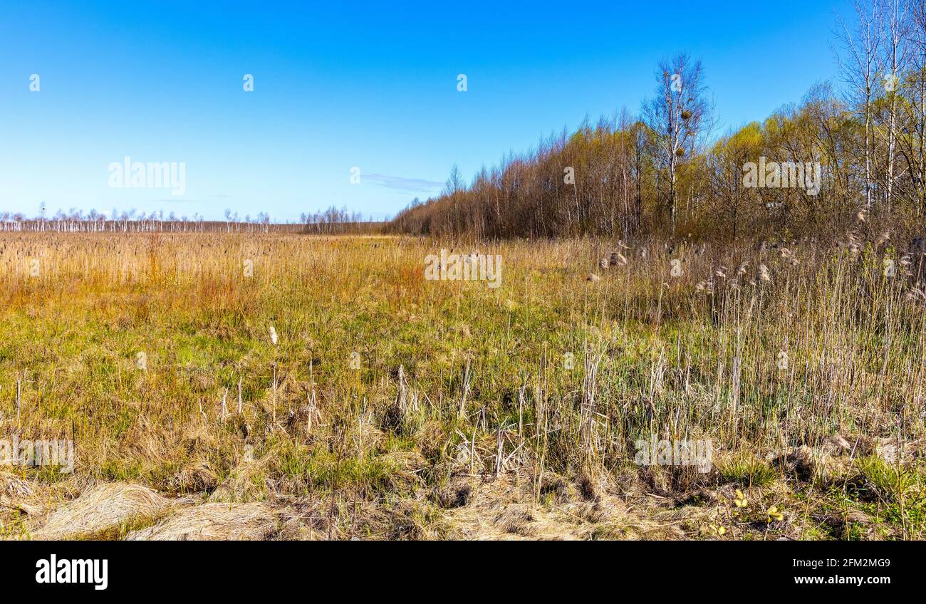 Vue printanière des terres humides de la plaine de la rivière Biebrza et de la réserve naturelle le long de Dluga Luka, long Gap, chemin touristique dans la voïvodie de Podlaskie en Pologne Banque D'Images