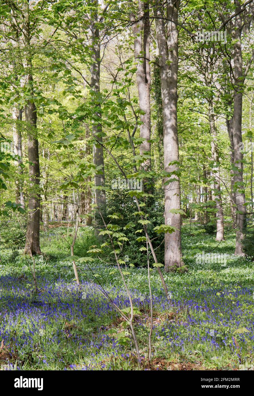 Dalkeith Country Park, Midlothian, Écosse Banque D'Images