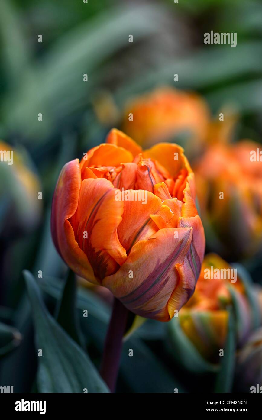 tulipa orange princesse, double forme de Tulipa princesse Irene, double  tulipes tardives, orange pétales de grenat rouge, tulipe à fleur de  pivoine, tulipes, printemps en t Photo Stock - Alamy