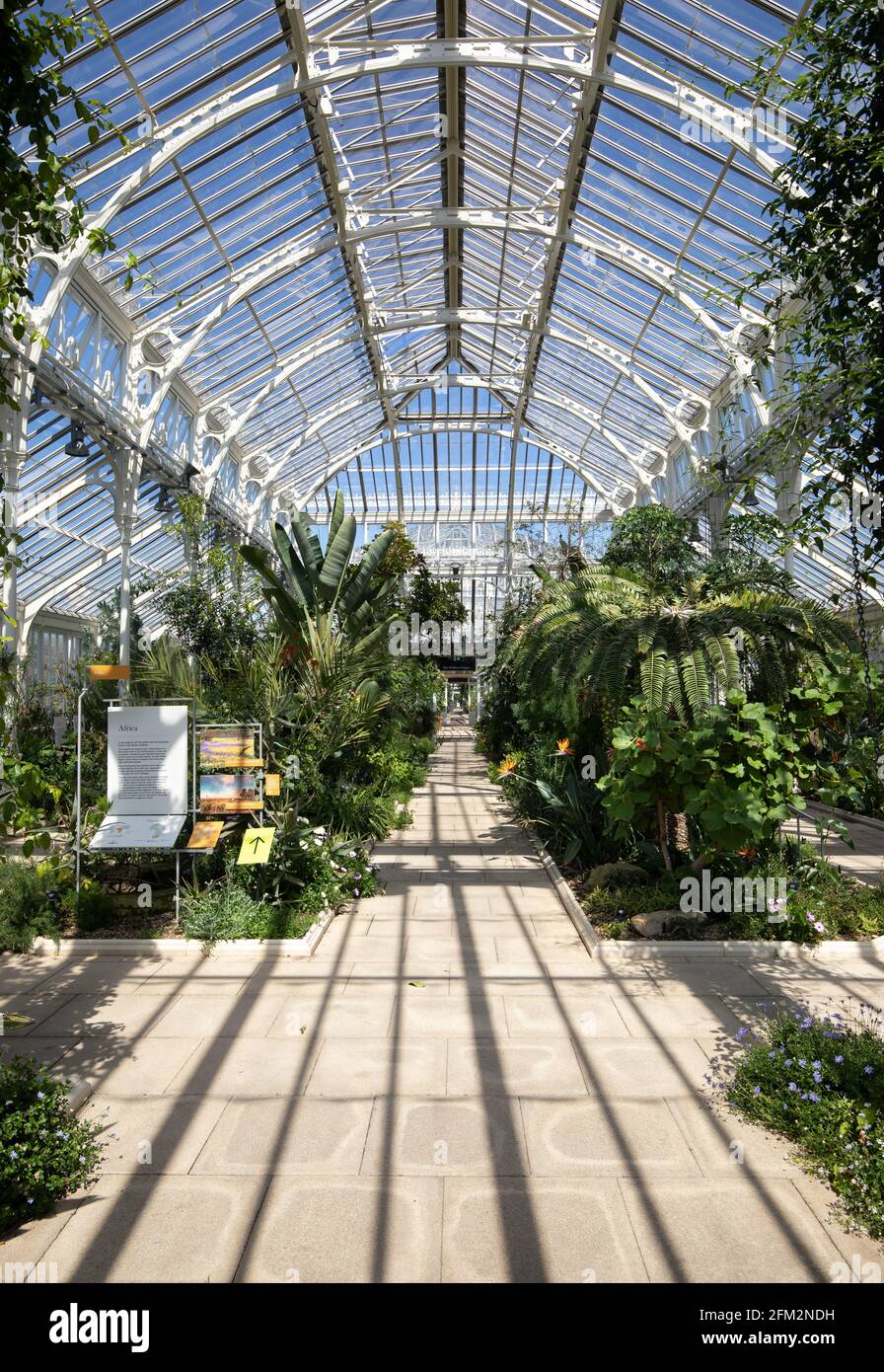 The Temperate House, Kew Royal Botanic Gardens, Londres, Royaume-Uni Banque D'Images
