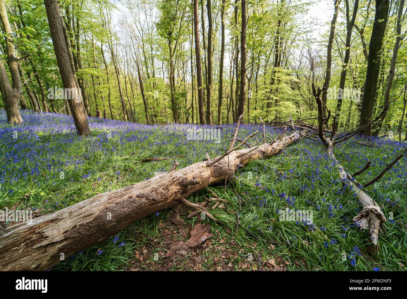 Bluebells et arbre tombé dans Graig Fawr Woods près de Margam Country Park, Port Talbot, pays de Galles du Sud, Royaume-Uni Banque D'Images