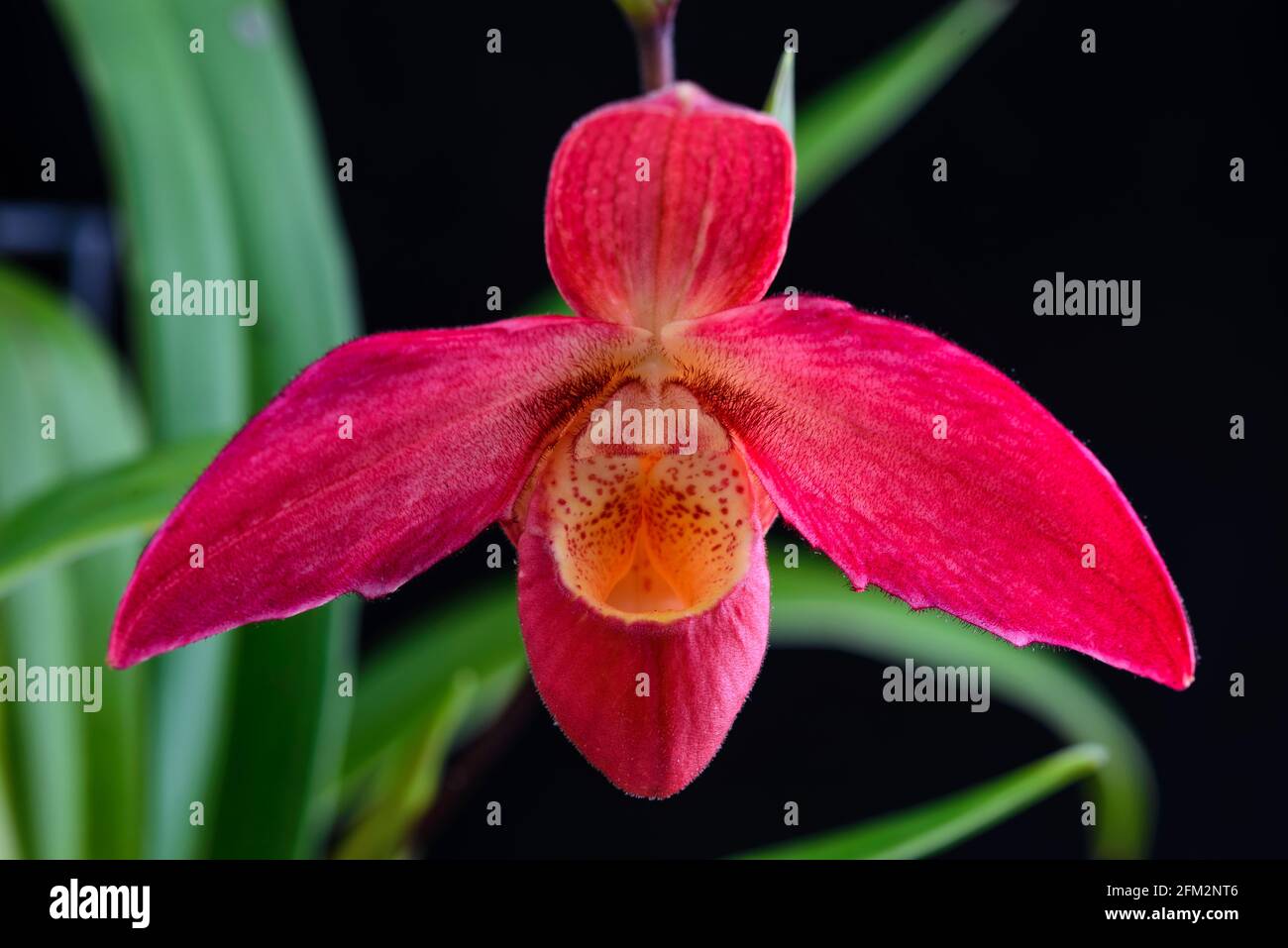 Fleur d'orchidée Pink Lady's Slipper. Banque D'Images