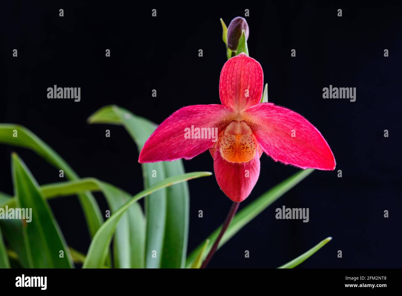 Fleur d'orchidée Pink Lady's Slipper. Banque D'Images