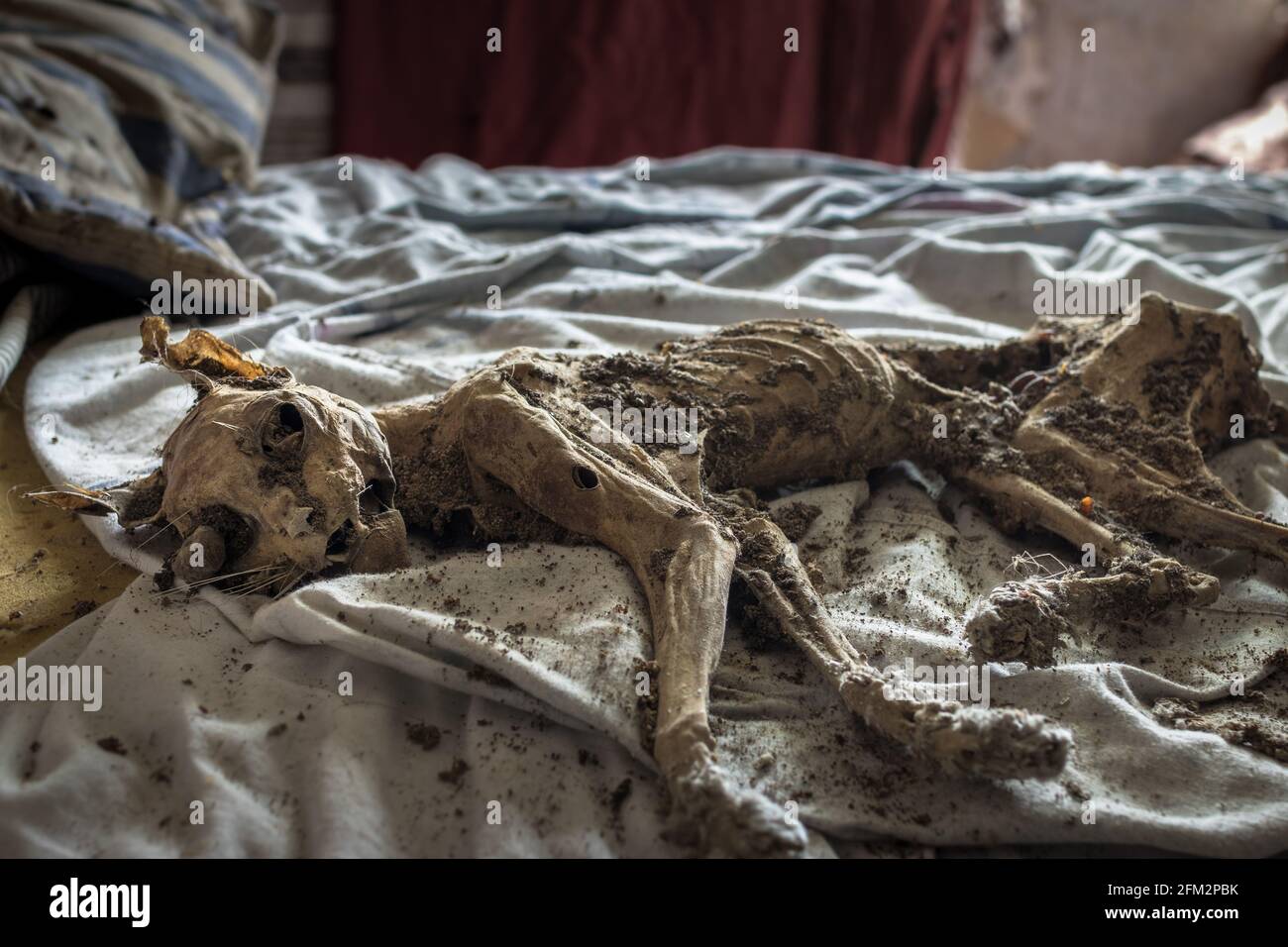 Chat mummifié creepy dans une maison abandonnée Banque D'Images