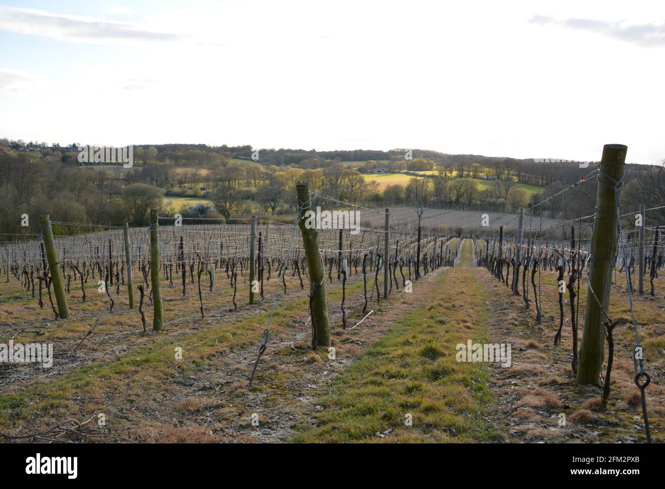 Nouvelle plantation de vigne, Sandhurst, Kent 2021 Banque D'Images