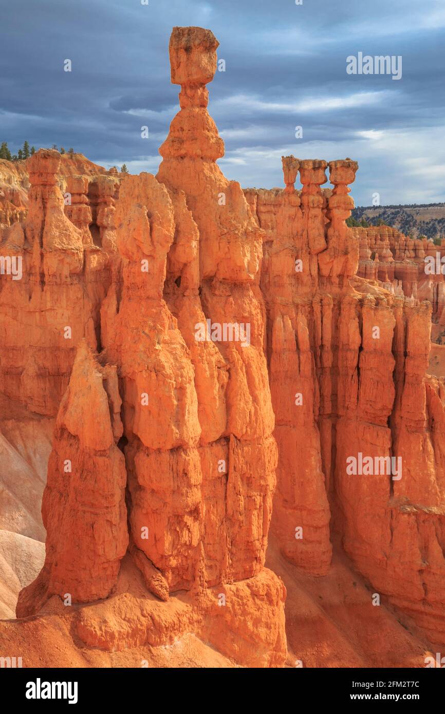 le marteau et les hoodoos de thor dans l'amphithéâtre du parc national de bryce canyon, utah Banque D'Images