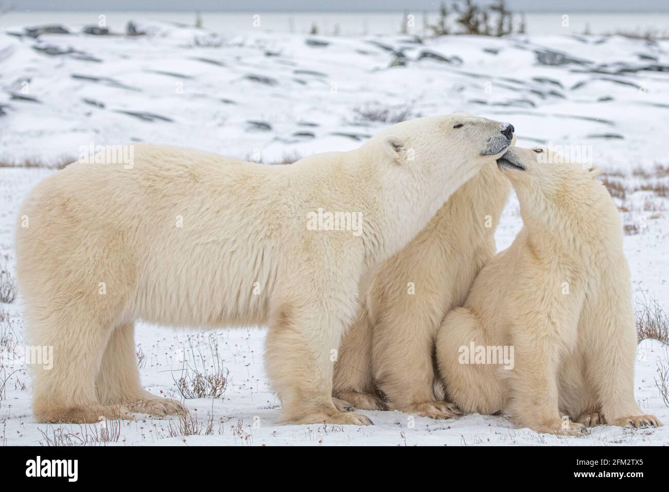 Famille d'ours polaires debout sur un sol couvert de neige dans le nord  Canada Photo Stock - Alamy