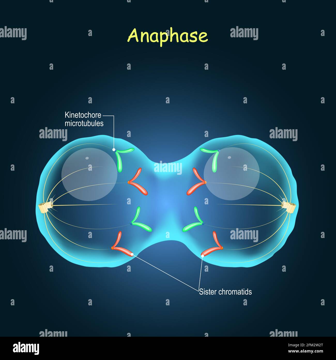 Anaphase. Division cellulaire en reproduction sexuelle. Stade de mitose. Les chromosomes sont déplacés vers les pôles opposés de la cellule. Illustration de Vecteur