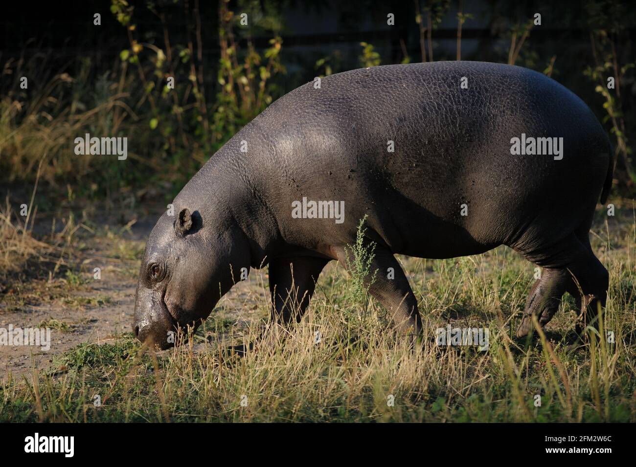 Comment Sappelle La Femelle De Lhippopotame