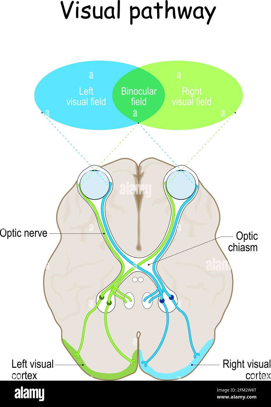 Chemin visuel. Cerveau humain avec yeux, nerfs optiques et cortex visuel. Illustration vectorielle Illustration de Vecteur