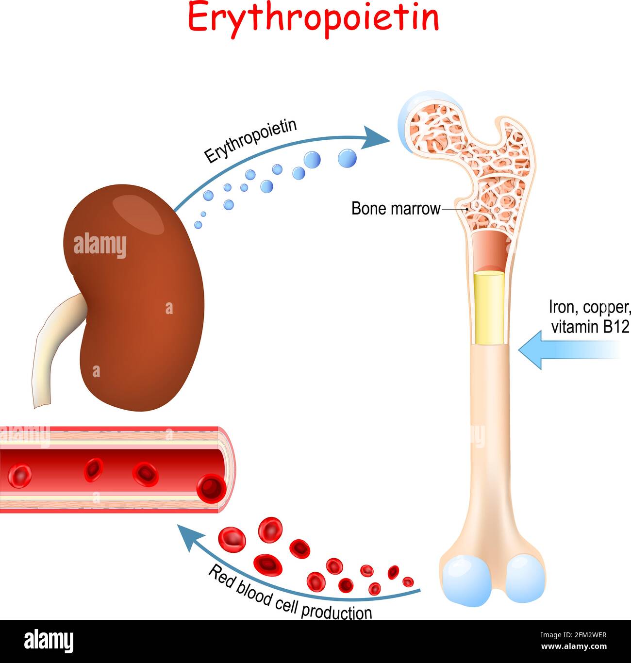 Érythropoïétine. Glycoprotéine cytokine sécrétée par le rein en réponse à l'hypoxie cellulaire qui stimule la production de globules rouges Illustration de Vecteur