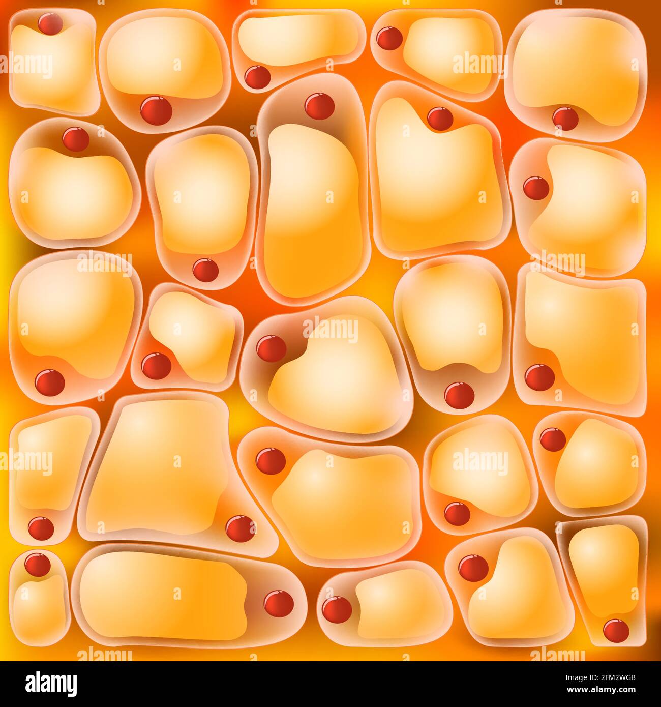 Adipocyte Ou Cellules Graisseuses Fond Medical Du Tissu Adipeux Illustration Vectorielle Image Vectorielle Stock Alamy