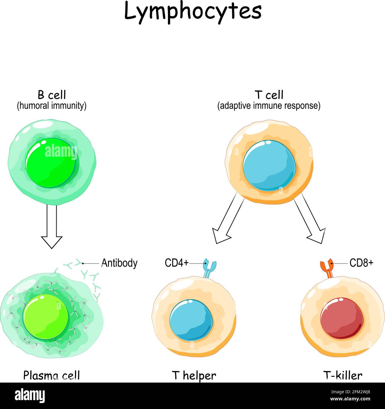 Types de lymphocytes. Cellules T et B. Système immunitaire adaptatif humain. Réponse immunitaire et composante de l'immunité humorale. Anticorps, cellule plasma, T Helper Illustration de Vecteur