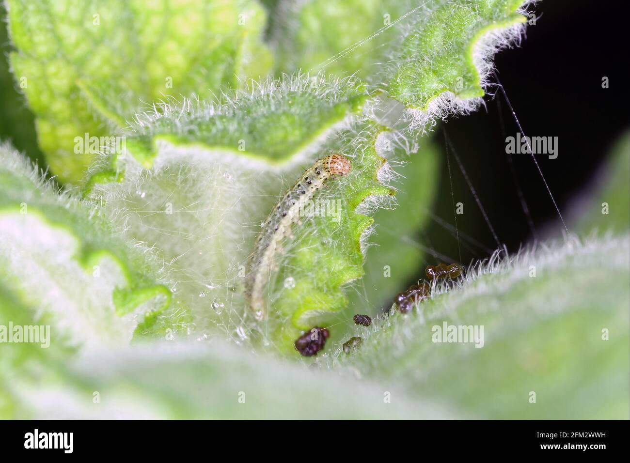 Chenille de pyrausta aurata sur l'usine de menthe. C'est un ravageur de la menthe. Banque D'Images
