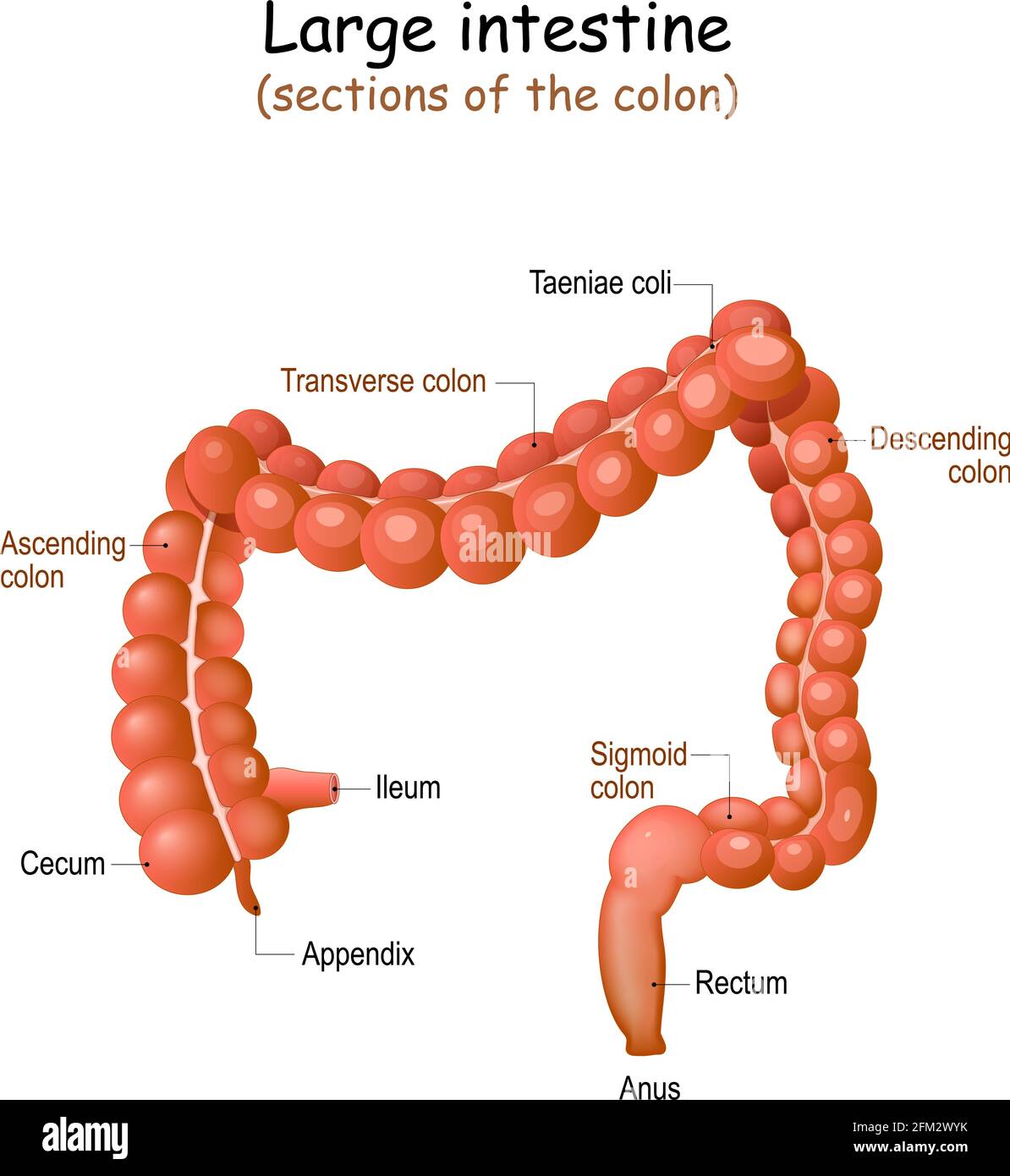 Anatomie du gros intestin. Structure du côlon de l'homme. Illustration vectorielle Illustration de Vecteur