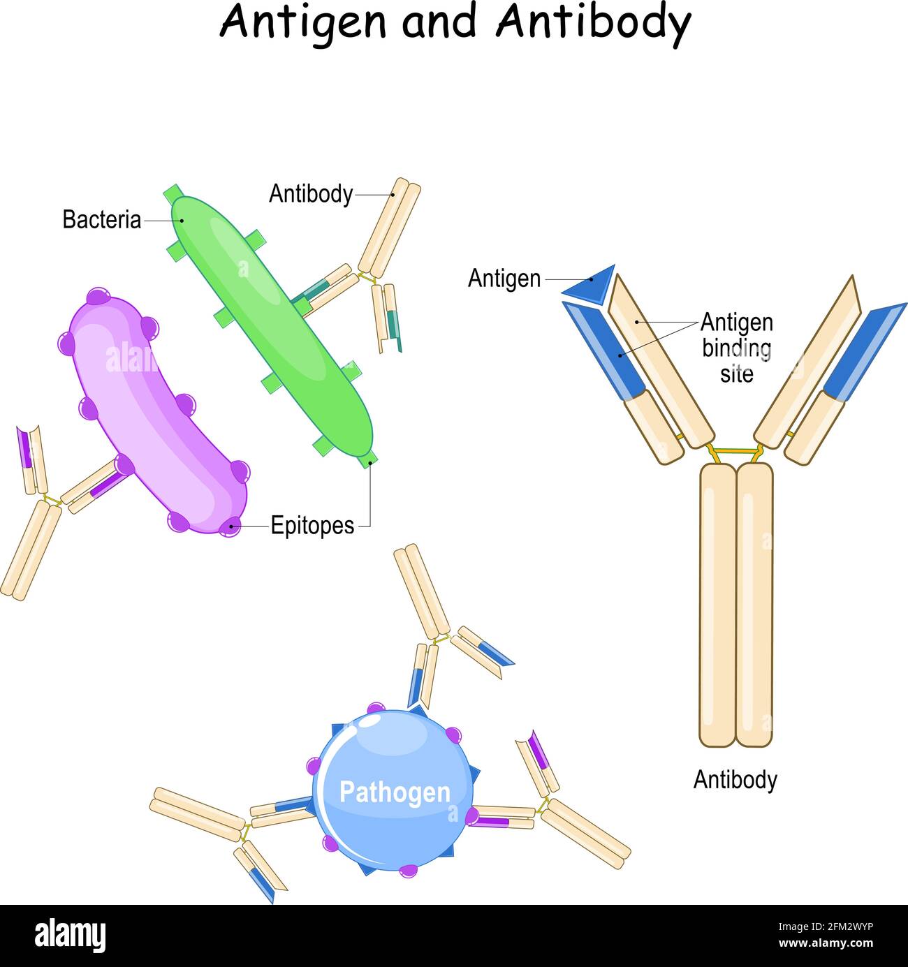 Anticorps et antigène. Immunité humorale et complexe antigène-anticorps. Deux bactéries avec différents épitopes et anticorps. Biologie, Immunologie Illustration de Vecteur
